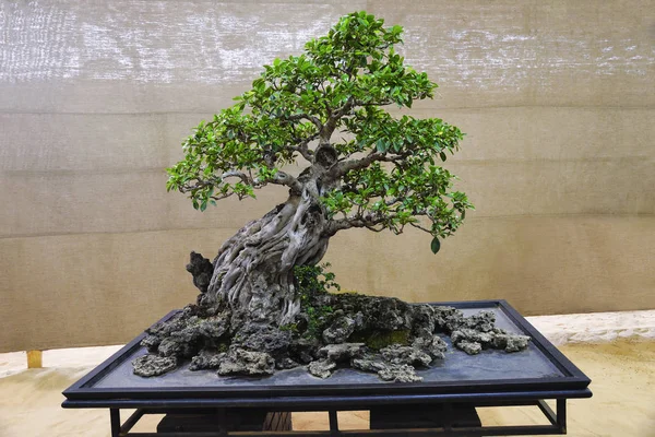 Ficus Retusa tree, Bonsai Exhibition Pune Shivajinagar, Pune, Maharashtra — Stock Photo, Image