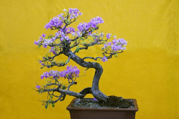 Mix-renk Begonvil Spectabilis ağaç, Bonsai Sergisi Pune Shivajinagar, Pune, Maharashtra