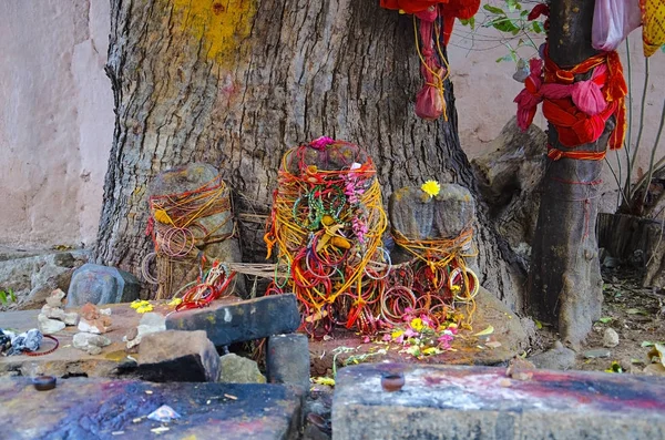 Tradizione indiana o adorazione banyan tree, Tempio di Brihadeeswarar, Thanjavur, Tamil Nadu — Foto Stock