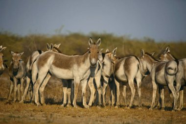 Asya yaban eşeği, Equus hemionus khur, küçük Rann of Kutch, Gujarat