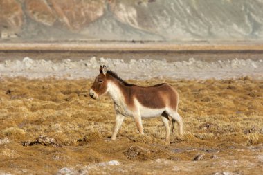 Tibet yaban eşeği, Equus kiang, Hanle, Jammu kaşmir