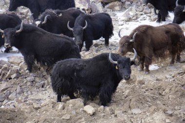 Indus Nehri üzerinde Pangong, Jammu Keşmir yak