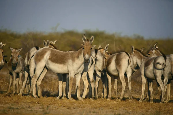 Ázsiai vadszamár, Equus hemionus khur, kis csil a Kutch, Gujarat — Stock Fotó