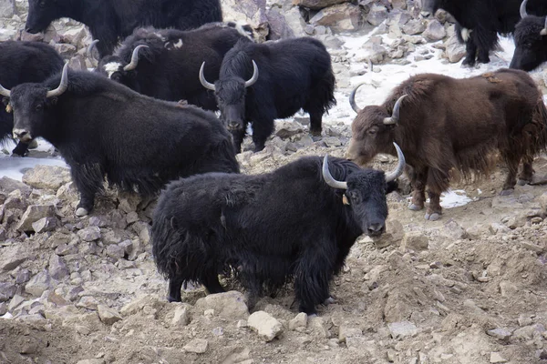 Indus Nehri üzerinde Pangong, Jammu Keşmir yak