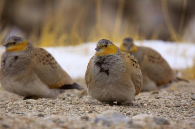 Tibetan Sandgrouse, Syrrhaptes tibetanus, Hanle, Jammu Kashmir clipart