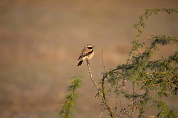 Desierto Wheatear, Oenanthe deserti hombre, poco Rann de Kutch, Gujarat — Foto de Stock