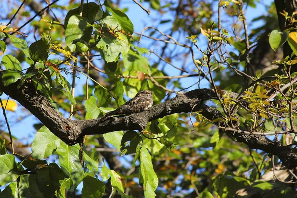 Indische nachtzwaluwen, Caprimulgus asiaticus, Ranthambhore, Rajasthan — Stockfoto