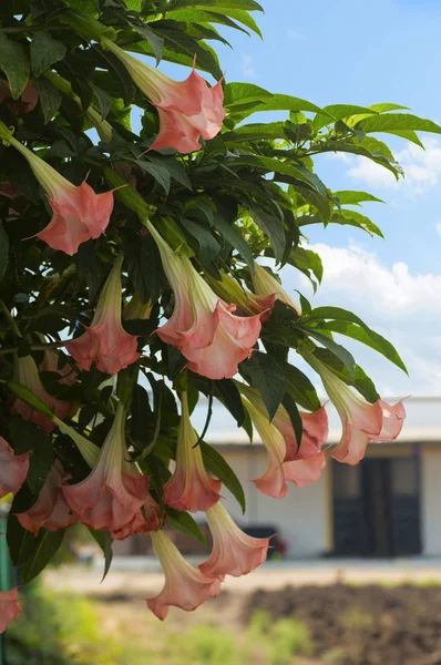 Бругмансия, цветы дхатура, висящие на дереве — стоковое фото