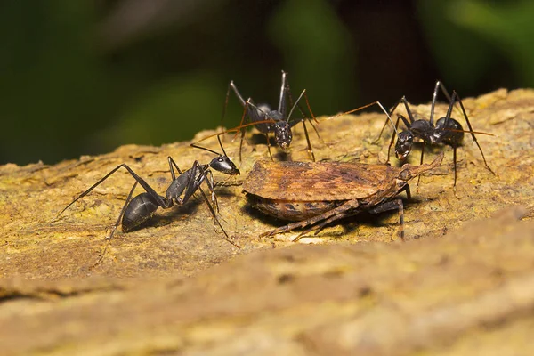 Ameisen- und Pflanzentrichter, aarey milk colony mumbai — Stockfoto