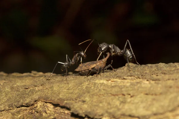 Ant and plant hopper, Aarey milk colony Mumbai — Stock Photo, Image