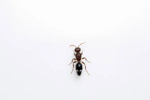 Ant, Bangalore, Inde — Photo