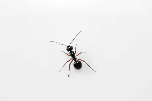 蚂蚁的特写, 班加罗尔, 印度 — 图库照片