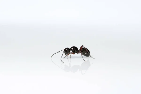Yakın çekim karınca, Bangalore, Hindistan — Stok fotoğraf