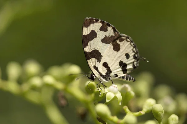 Winkelpierrot, Caleta sp, Lycaenidae, Aaremilchkolonie mumbai, Indien — Stockfoto