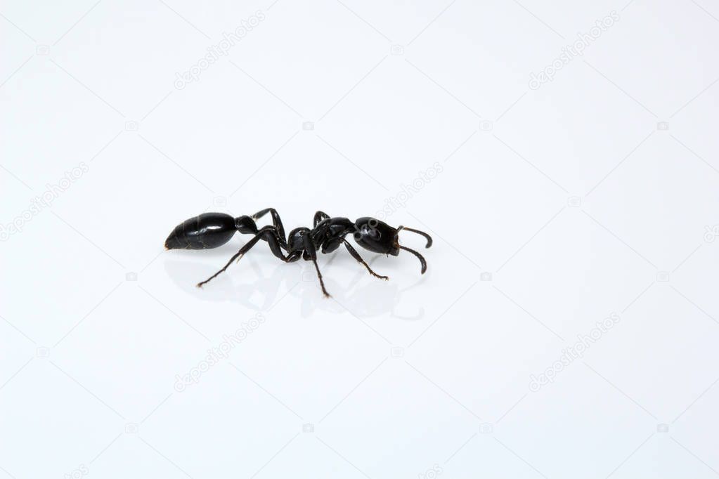 Ant, Bangalore , India