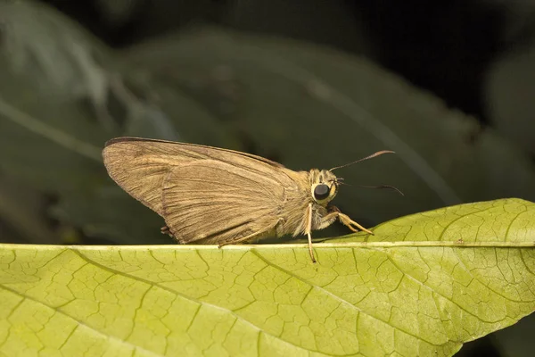 Awl Браун, Badamia sp, Hesperiidae, Aarey молоко колонії Мумбаї, Індія — стокове фото