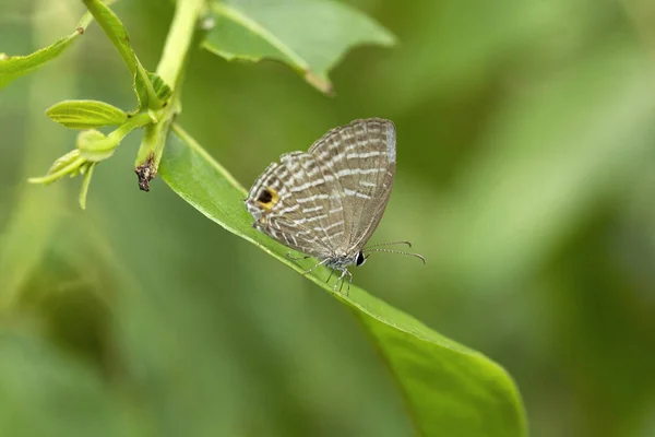 Butterfly Lycaenidae, Maharani, Tripura , India — Stock Photo, Image