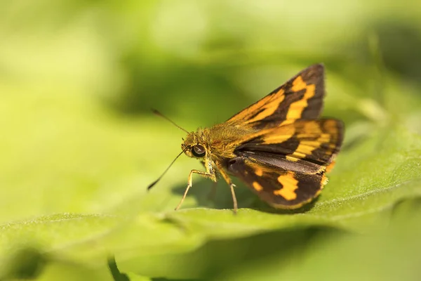 Papillon, Hespériidés, Collines du Jambon, Tripura — Photo