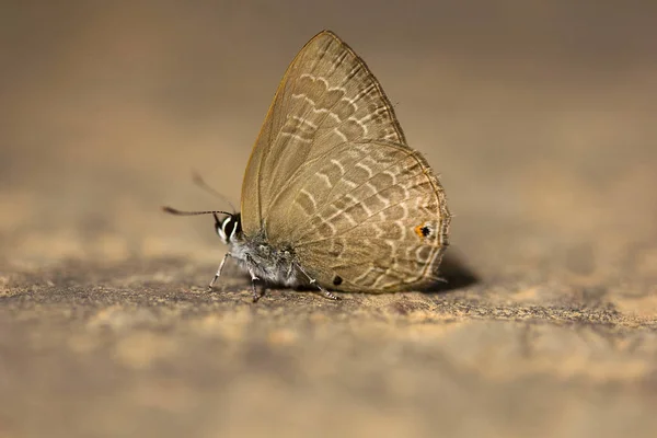 Butterfly, Lycaenidae, Jampue Hills, Tripura — Fotografia de Stock