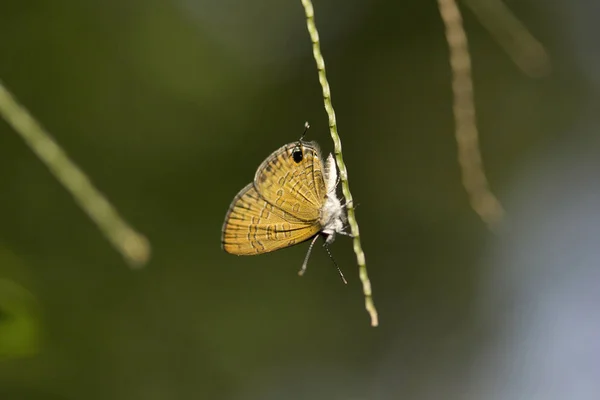 Motýl, Lycaenidae, poblíž Gurjee, Tripura — Stock fotografie