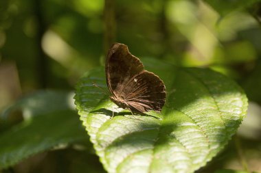 Çikolata pansy, Nymphalidae, Gurjee yakınında, Tripura