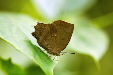 Ortak akasya mavi, Surendra sp, Lycaenidae, Maharani'nin, Tripura