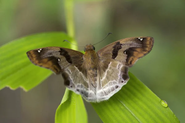 Angle châtain, Odontoptilum sp, Hesperiidae, Près de Gurjee, Tripura — Photo