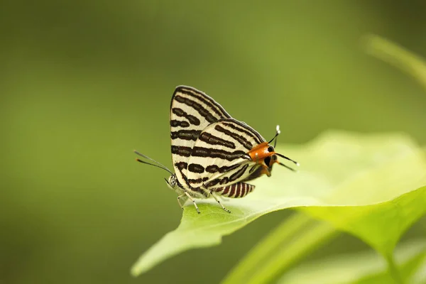 Club Silverline, Spindasis sp, Lycaenidae, Manu, Tripura — Stockfoto