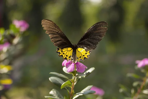 일반적인 Birdwing, Troides sp, Papilionidae, Gumti, Tripura — 스톡 사진