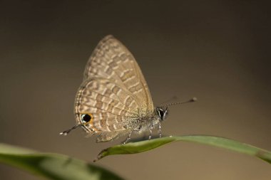 Ortak kireç mavi, Prosotas sp, Lycaenidae, Gumti, Tripura