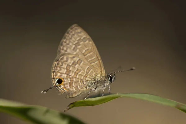 Gemensamma kalk blå, Prosotas sp, Lycaenidae, Gumti, Tripura — Stockfoto