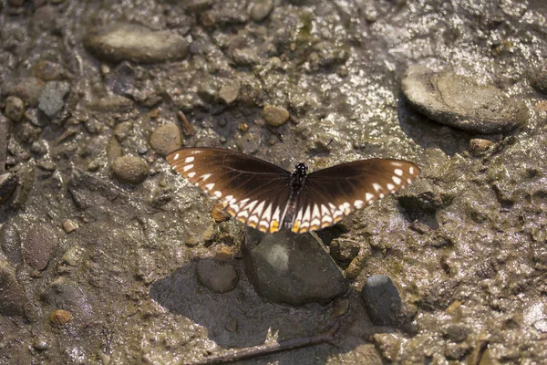 Gemensamma mine, Papilio sp, riddarfjärilar, nära Gurjee, Tripura — Stockfoto