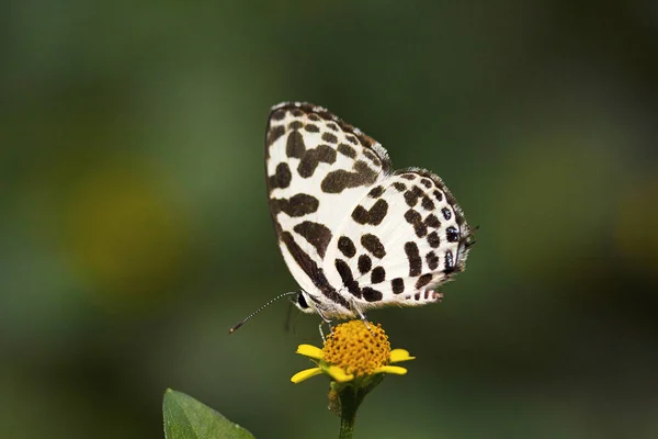 Gemensamma pierrot, Castailus sp, Lycaenidae, Gumti, Tripura — Stockfoto