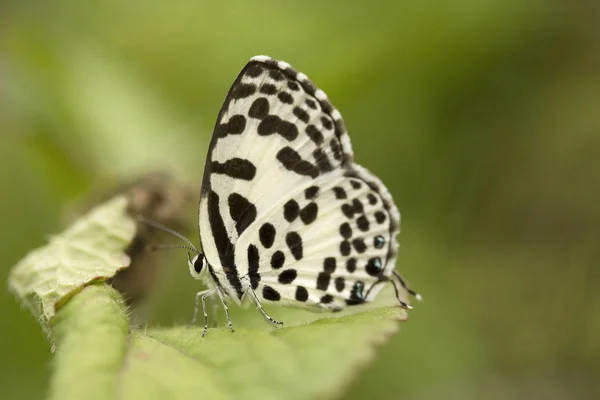 Common pierrot, Castailus sp, Lycaenidae, Manu,Tripura — Stock Photo, Image