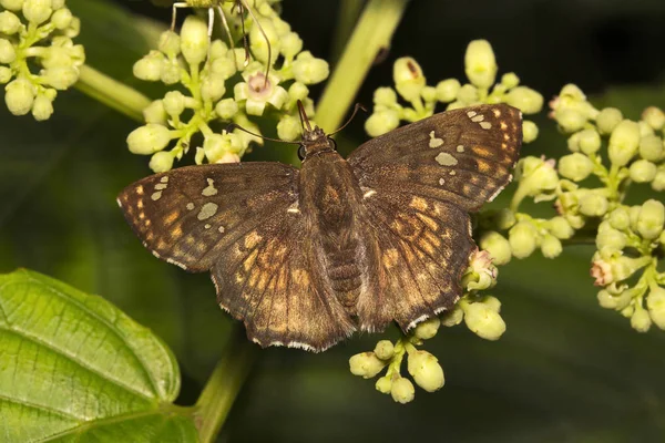 Золотий кут, Caprono sp, Hesperiidae, Aarey молоко колонії Мумбаї — стокове фото