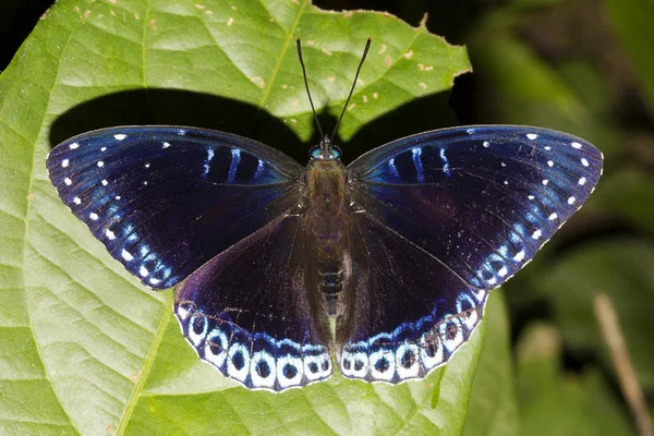 Popinjay, Stibochiona sp, Nymphalidae, Manu, Tripura — Stockfoto