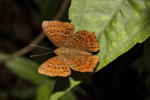 庞切尼罗, Zemeros sp, Riodinidae, Jampue 丘陵, 特里普拉邦 — 图库照片
