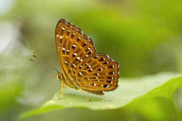Punchinello, Zemeros sp, Riodinidae, Jampue hills, Tripura — Stock Photo, Image