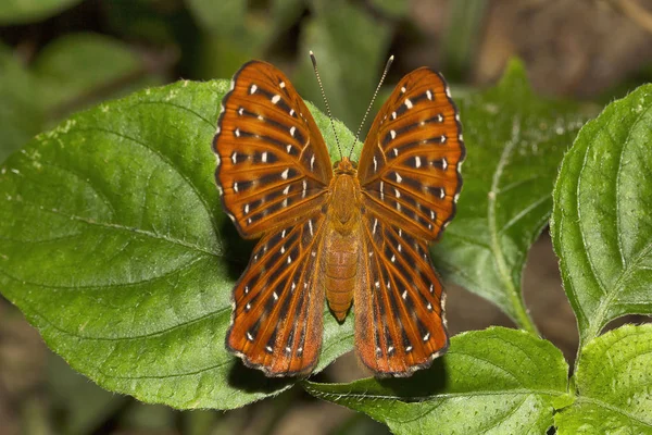 Punchinello, Zemeros sp, Riodinidae, Maharani, Tripura — Stockfoto