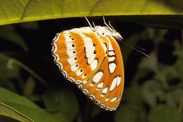 Sailer, Nymphalidae, Belianchip, Tripura — Stock fotografie