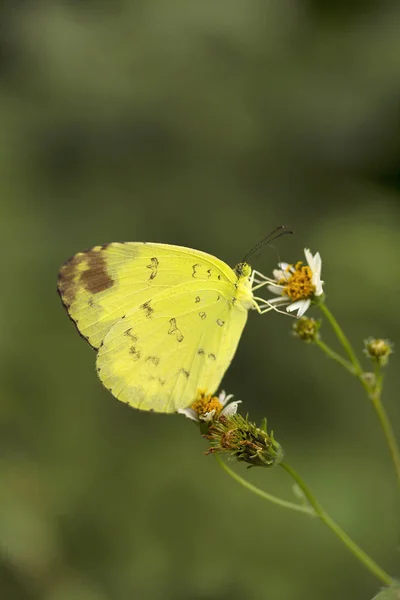 Three spot grass yellow, Eurema sp, Pieridae, Jampue hills, Tripura — Stock Photo, Image