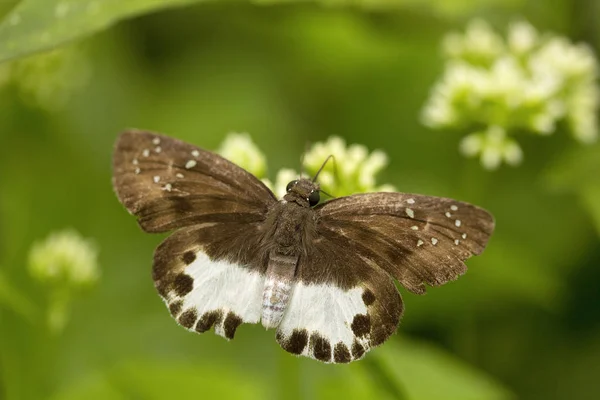 물은 Tagiades sp, Hesperiidae, 마 뉘, Tripura 평면, 눈 — 스톡 사진