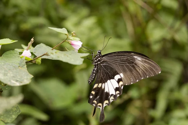 노란 헬렌, 제비 sp, Papilionidae, 마 뉘, Tripura — 스톡 사진