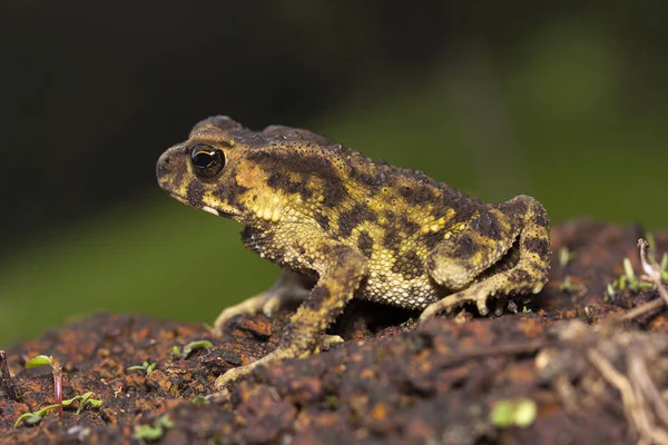 Padda Bufo Paddor Agumbe Arrsc Från Karnataka Indien — Stockfoto