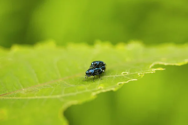 Aarey 牛奶殖民地 印度孟买 — 图库照片