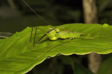 Bush katydid, Phaneropteridae, Aarey süt koloni Mumbai Hindistan