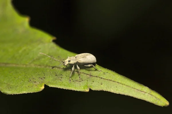 Bug Colonia Leche Aarey Mumbai India —  Fotos de Stock