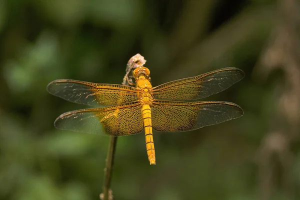 Gros Plan Sur Dragonfly Maharani Tripura État Inde — Photo