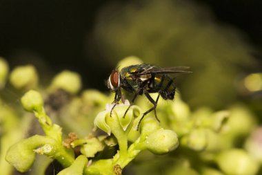 Yakın çekim sinek, Aarey süt koloni Mumbai, Hindistan