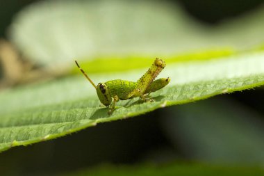 Çekirge, Acrididaey, Aarey süt koloni Mumbai Hindistan